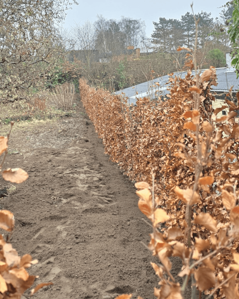 Plantning af hæk